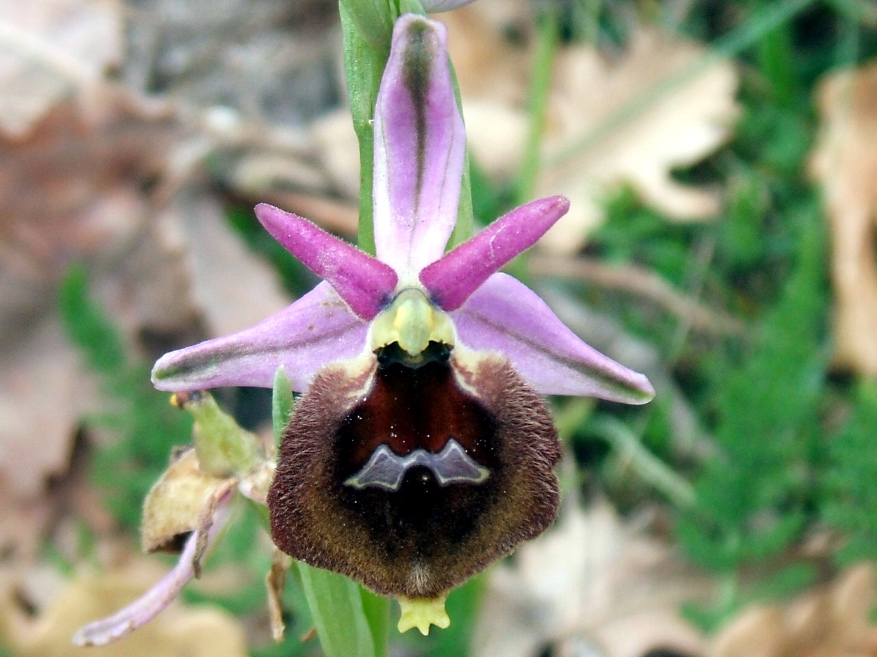 orchidee del gargano